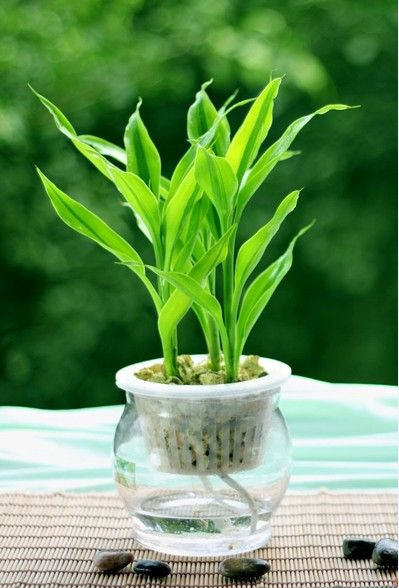 西安雅風園藝綠植租擺服務介紹